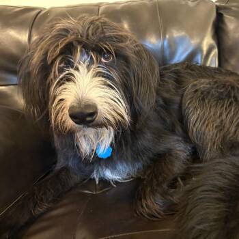 Sheep Dog and Poodle Dogs Available for Adoption - Eddie D11403 | PetCurious