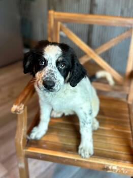 Sapling Pups - Oakley -  Spaniel Dog for Adoption in Ashville, Ohio - Sapling Pups - Oakley | PetCurious