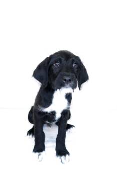 Kacy -  Poodle Dog Available for Adoption in Bixby, Oklahoma - Kacy | PetCurious