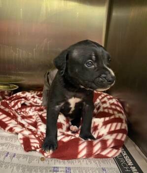 Mixed Breed Dogs Available for Adoption - Wayne | PetCurious