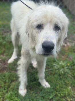 Copo -  Great Pyrenees Dog for Adoption in Russellville, Kentucky - Copo | PetCurious