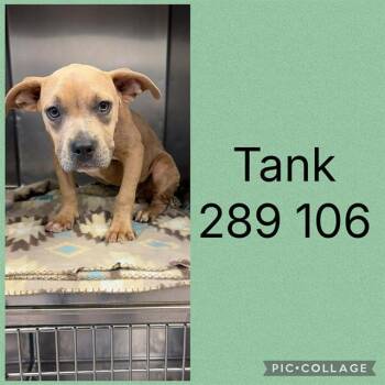 TANK -  Mixed Breed Dog for Adoption in Macon, Georgia - TANK | PetCurious