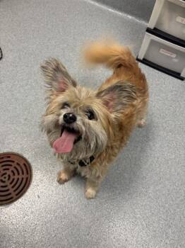 OUTLAW -  Papillon and Mixed Breed Dog for Adoption in Indianapolis, Indiana - OUTLAW | PetCurious