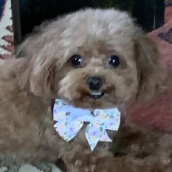 Poodle Dogs Available for Adoption - Chloe-Courtesy Posting! | PetCurious