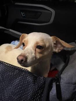 Fernando -  Chihuahua and Mixed Breed Dog for Adoption in New York, New York - Fernando | PetCurious