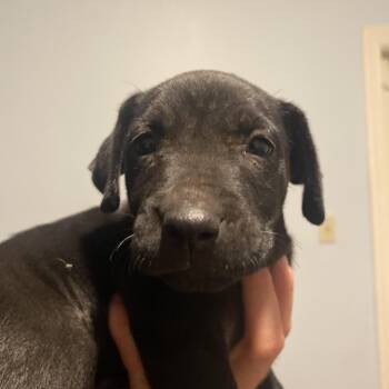 Phoebe -  Schnauzer and Doberman Pinscher Dog for Adoption in Davie, Florida - Phoebe | PetCurious