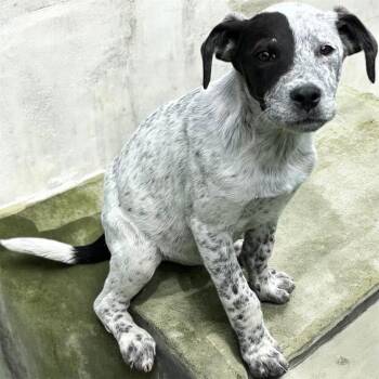 Australian Cattle Dog Blue Heeler and English Bulldog Dogs Available for Adoption in Brownstown, Indiana - Flash Copy #4 | PetCurious