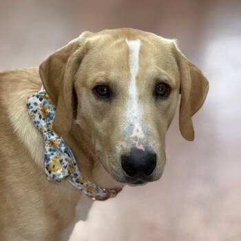 Josh -  Coonhound and Yellow Labrador Retriever Dog for Adoption in Las Vegas, Nevada - Josh | PetCurious