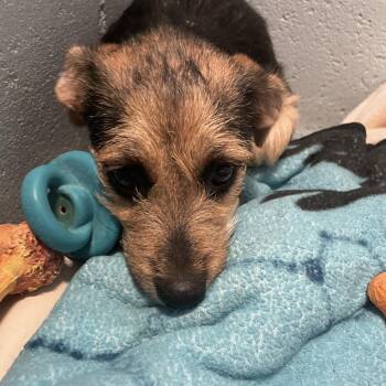 Millie -  Terrier and Mixed Breed Dog for Adoption in Goleta, California - Millie | PetCurious