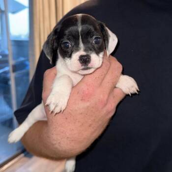 Dachshund and Basset Hound Dogs Available for Adoption in San Diego, California - Litter Of 5_female 2 | PetCurious
