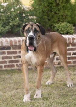 MACARONI -  Great Dane Dog for Adoption in Southaven, Mississippi - MACARONI | PetCurious
