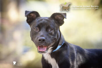 Rescue Terrier and Mixed Breed Dogs for Adoption in North Charleston, South Carolina - 89242a Ghirardelli | PetCurious