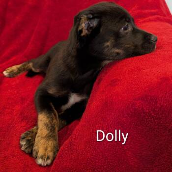 Mixed Breed Dogs Available for Adoption in Marion, Illinois - Dolly | PetCurious