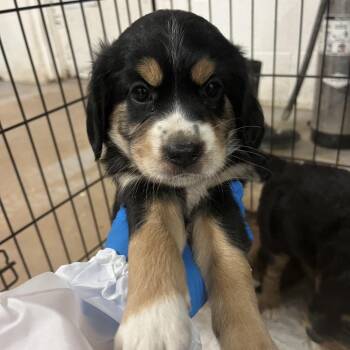 Mountain Dog Dogs Available for Adoption in Edinburg, Texas - Parakeet | PetCurious