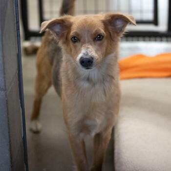 Beagle and Australian Shepherd Dogs Available for Adoption in Peyton, Colorado - Archie Fka Jackson (S25-47) | PetCurious