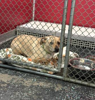 Rescue Feist Dogs for Adoption in Conway, South Carolina - Boss — Your Happy-Go-Lucky Bestie | PetCurious