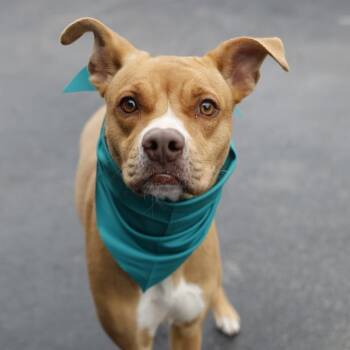 American Staffordshire Terrier Dogs Available for Adoption in San Antonio, Texas - FENDI | PetCurious