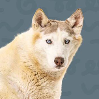Rescue Siberian Husky Dogs for Adoption in Reno, Nevada - Princess | PetCurious