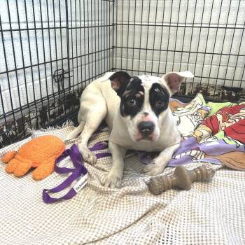 Rescue Pit Bull Terrier Dogs for Adoption in East St. Louis, Illinois - Adele | PetCurious