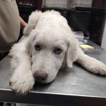 P46814 -  Great Pyrenees Dog for Adoption in Corsicana, Texas - P46814 | PetCurious