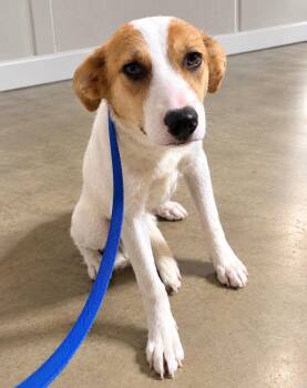 Sandy -  Hound Dog for Adoption in Westwood, New Jersey - Sandy | PetCurious