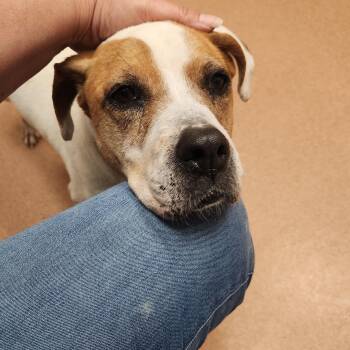 Hound and Mixed Breed Dogs Available for Adoption in Buford, Georgia - Alexus - Absolute Gem Of A Dog!! | PetCurious
