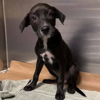 Acai -  Mixed Breed Dog for Adoption in Greenville, South Carolina - Acai | PetCurious