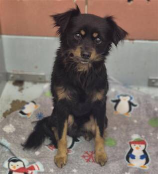 Chihuahua Dogs Available for Adoption - OLIVER | PetCurious