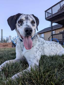 Charli -  Dalmatian Dog for Adoption in Bend, Oregon - Charli | PetCurious