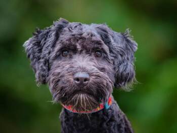 Finn -  Goldendoodle Dog for Adoption in Pointe-fortune, Quebec - Finn | PetCurious