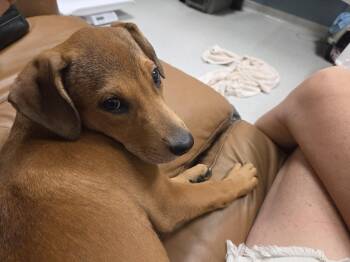Ally -  Pit Bull Terrier Dog for Adoption in Pensacola, Florida - Ally | PetCurious