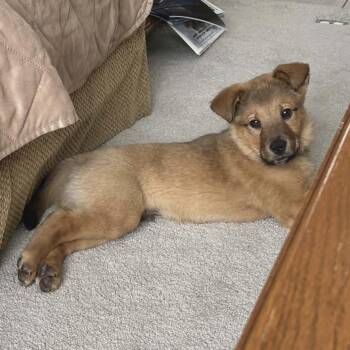 Border Collie and Shepherd Dogs Available for Adoption - Ranger | PetCurious