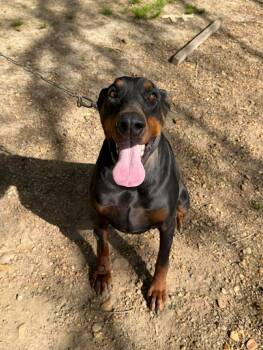 Doberman Pinscher Dogs Available for Adoption in Fosters, Alabama - ONYX | PetCurious