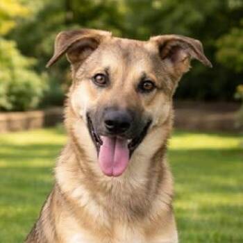 German Shepherd Dog Dogs Available for Adoption - Beau | PetCurious