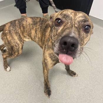 Madam Nova -  Mountain Cur and Mixed Breed Dog for Adoption in Abilene, Texas - Madam Nova | PetCurious