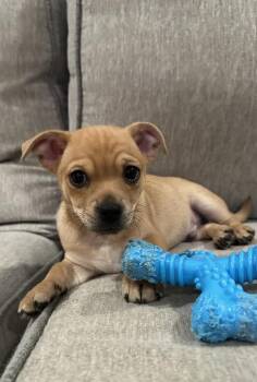 Chihuahua and Miniature Pinscher Dogs Available for Adoption - Bates | PetCurious