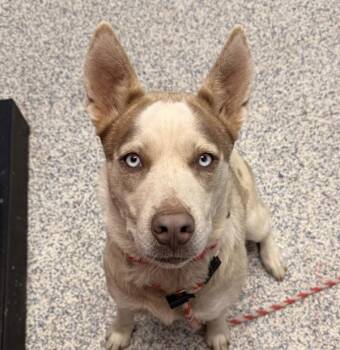 Zia -  Siberian Husky and Shepherd Dog for Adoption in Golden, Colorado - Zia | PetCurious