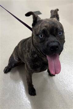 SAPPHIRE -  Boxer and Pit Bull Terrier Dog for Adoption in Baytown, Texas - SAPPHIRE | PetCurious