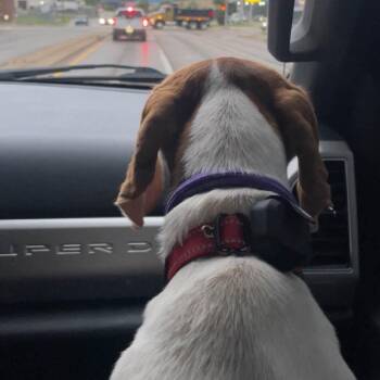 Honey -  Beagle and Mixed Breed Dog for Adoption in Dayton, Ohio - Honey | PetCurious