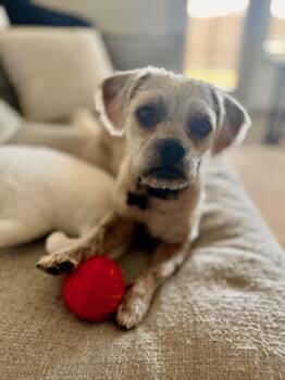 Rescue Shih Tzu Dogs for Adoption in Houston, Texas - Lou | PetCurious