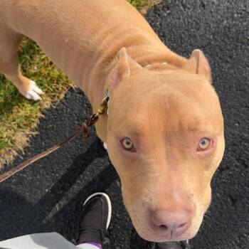 Pit Bull Terrier Dogs Available for Adoption - Noodle-COURTESY | PetCurious