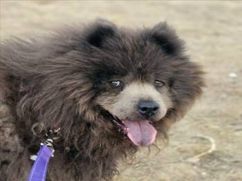 CHLOE -  Chow Chow Dog for Adoption in Loveland, Colorado - CHLOE | PetCurious