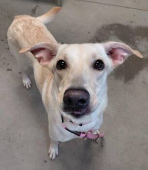 Labrador Retriever and Mixed Breed Dogs Available for Adoption - Camilla | PetCurious