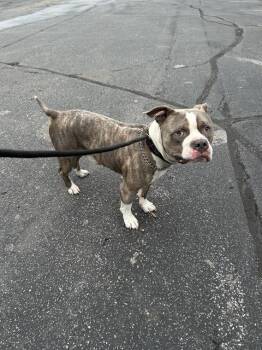 LITTLE MAN -  Staffordshire Bull Terrier Dog for Adoption in Indianapolis, Indiana - LITTLE MAN | PetCurious