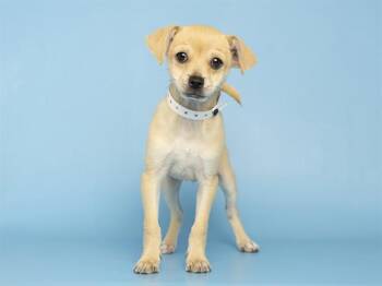 JOEY -  Chihuahua Dog for Adoption in Phoenix, Arizona - JOEY | PetCurious