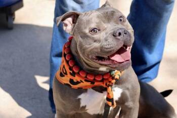 Mixed Breed Dogs Available for Adoption - Bella | PetCurious