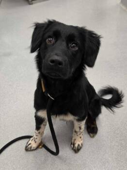 Speedway -  Australian Shepherd and Mixed Breed Dog for Adoption in Chillicothe, Ohio - Speedway | PetCurious