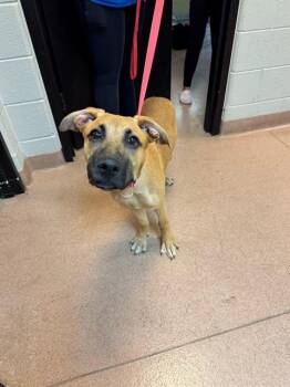 HAISLEY -  German Shepherd Dog and Labrador Retriever Dog for Adoption in Cookeville, Tennessee - HAISLEY | PetCurious