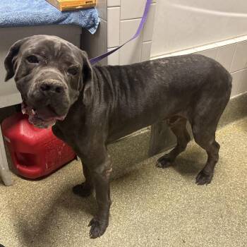 IVHS-Stray-144008 -  Bullmastiff Dog for Adoption in San Gabriel, California - IVHS-Stray-144008 | PetCurious
