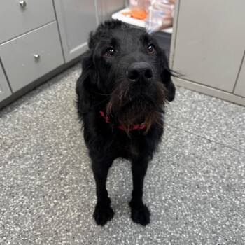 Odin -  Black Labrador Retriever and Standard Poodle Dog for Adoption in Dayton, Ohio - Odin | PetCurious